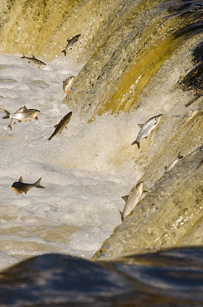 istock Fishes Jumping Up the Falls 531322356