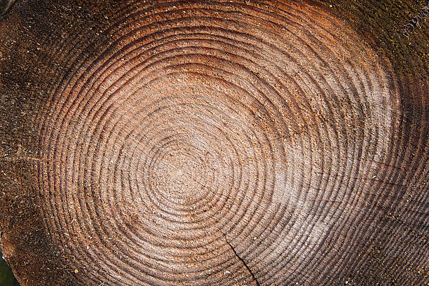 istock Wood texture of cutted tree trunk. 531322586