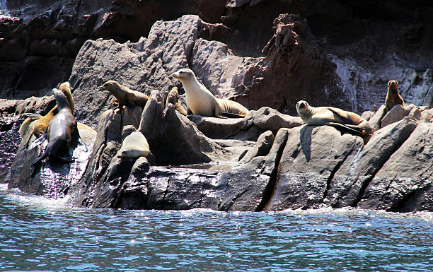 istock California Sea Lions on Rocks 531322598