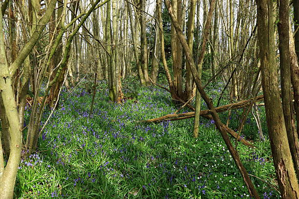 istock Bluebells in the woods 531322986