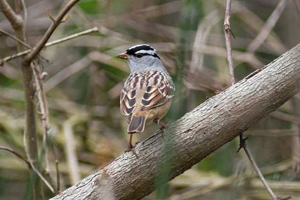 istock White-crowned sparrow songbird standing on a tree branch 531323434