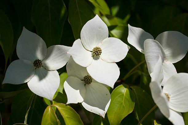 istock Dogwood - Stock Image 531323688