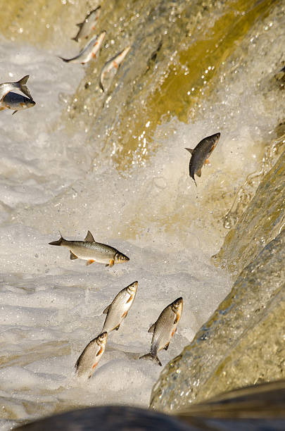 istock Fishes Jumping Up the Falls 531324086