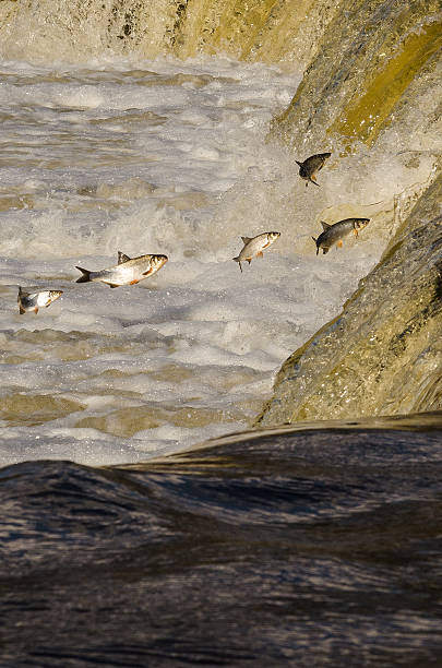 istock Fishes Jumping Up the Falls 531324522