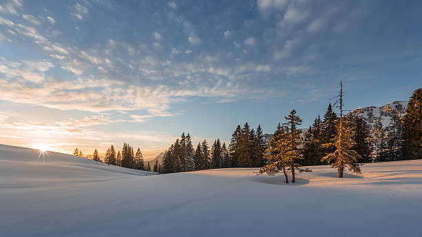 istock trees lighted from sunset at snow field in winter 531325440