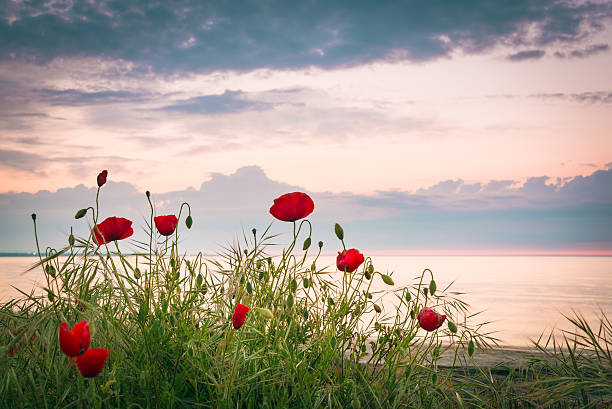 istock Poppies on the sea shore at sunrise 531325692
