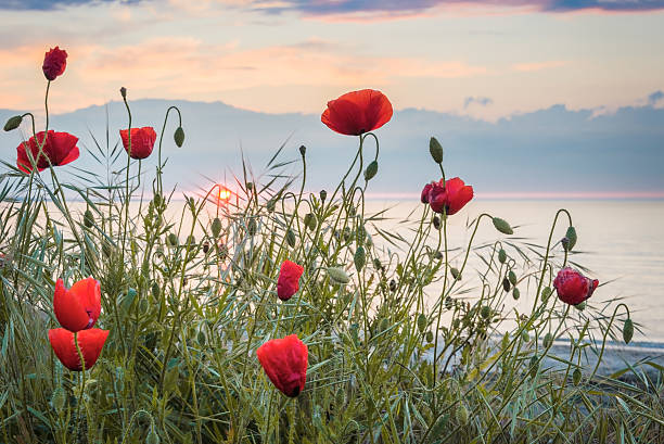 istock Poppies on the sea shore at sunrise 531326048