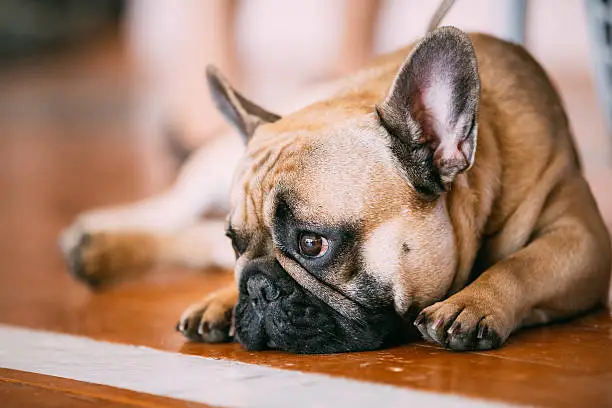 Photo of Sad Lovely Dog French Bulldog sitting on floor indoor
