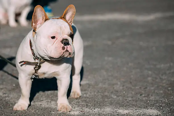Photo of Funny White French Bulldog Dog Outdoor