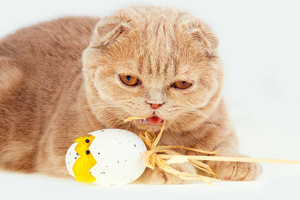 istock Portrait of cat with easter egg with toy chicken 531326636