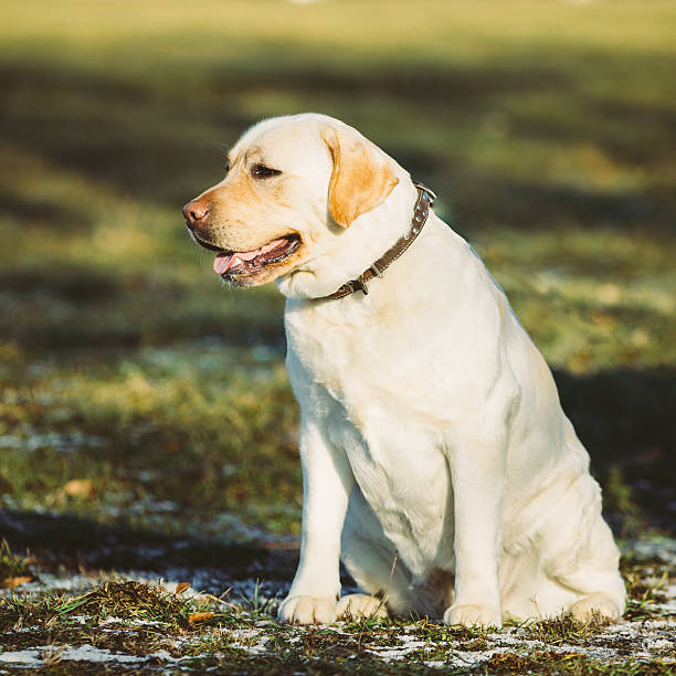 istock Beautiful White Labrador Dog Sit Outdoor 531326686