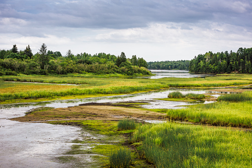 In New Brunswick, a glimpse at the wetland also called marsh or bog, in Kouchibouguac National Park, one of Canada's National parks.