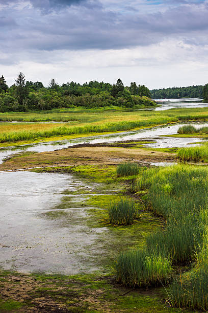istock Kouchibouguac National Park wetland 531326938