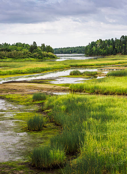 istock Kouchibouguac National Park wetland 531327026