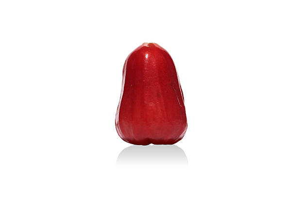 istock Rose apple, a common forest fruit of Eastern Australia. 531327047