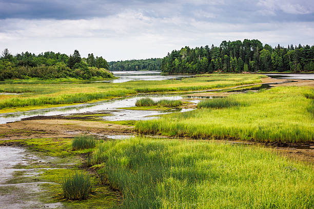 kouchibouguac parque nacional zona húmeda - saltwater flats coastal feature landscape national park fotografías e imágenes de stock