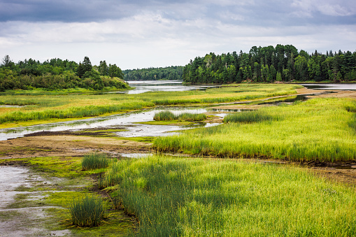 In New Brunswick, one of Canada's National parks called Kouchibouguac, a glimpse at the wetland also called shallow waters, marsh or bog.