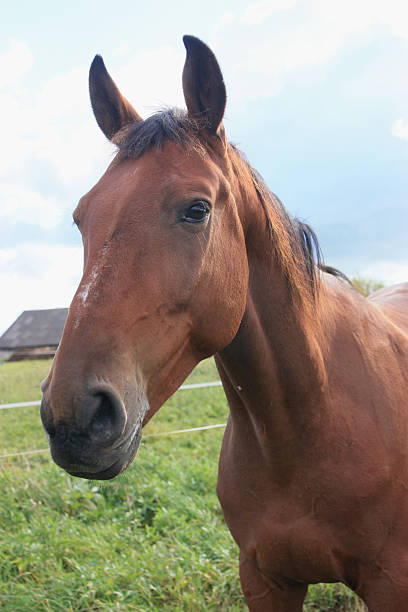 istock Village horse 531327132