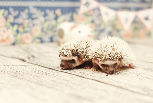 tired and sleepy baby cute african pgmy hedgehog in indoors