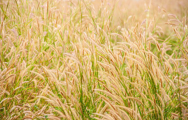 istock grass in autumn season 531327537