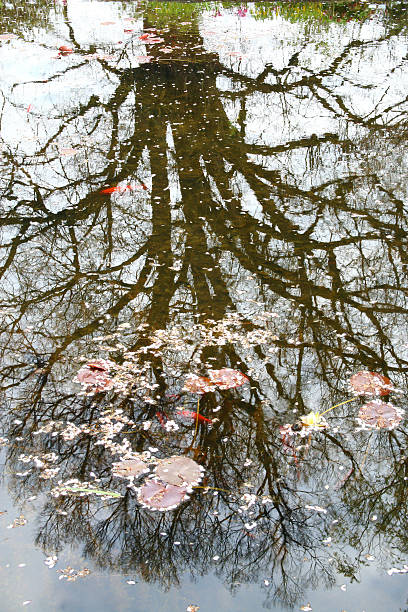 istock The reflection from the surface of the pond. 531327766