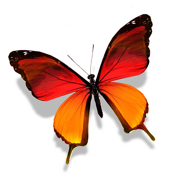 istock Red yellow butterfly , isolated on white 531327845
