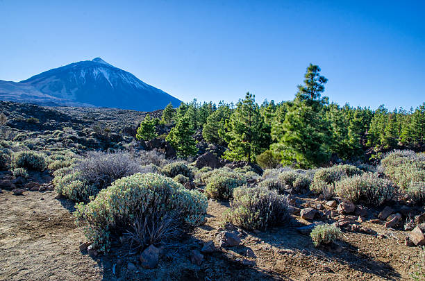 teide na teneryfie - anoxia zdjęcia i obrazy z banku zdjęć