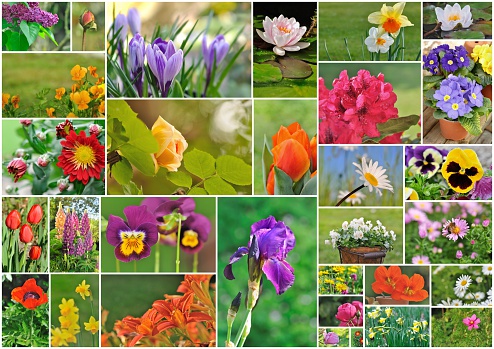 photo collage of different garden flowers