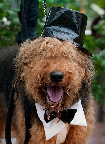istock Wedding Dog in Top Hat 531328001