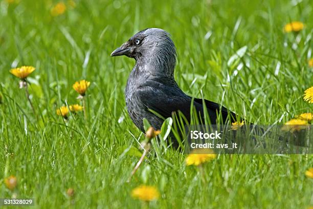 Jackdaw On The Grass Stock Photo - Download Image Now - 2015, Animal, Animal Body Part