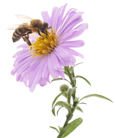 Honeybee and blue flower head isolated on a white background