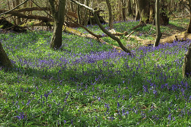 istock Blanket of Bluebells 531328796