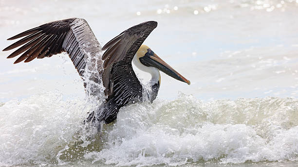 istock Pelican on wild wave, Sanibel Island, Florida 531329064