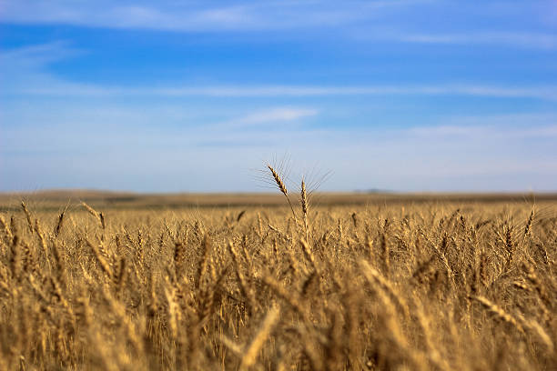 Wheat stalks in a field stock photo