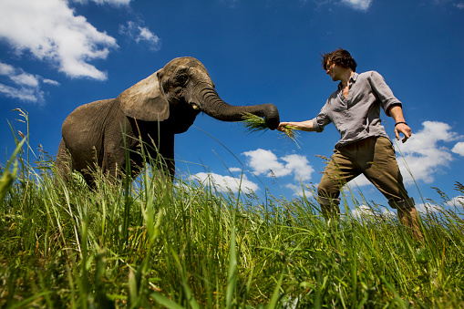 Young man feeding elephant in meadow with clear sky. Low angle shot of single animal picking grass. Close up. XXXL (Canon Eos 1Ds Mark III)