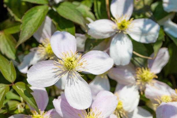 480+ Clématite Des Montagnes Photos, taleaux et images libre de droits