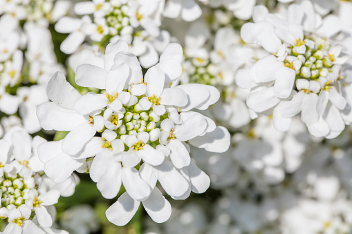 A high resolution stock photo of a white Perennial rockery plant. Photographed using the Canon EOS 5DSR and Canon 100mm f2.8 IS L macro lens.