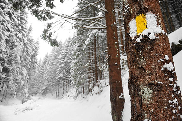 istock Hiking trail in winter 531330191