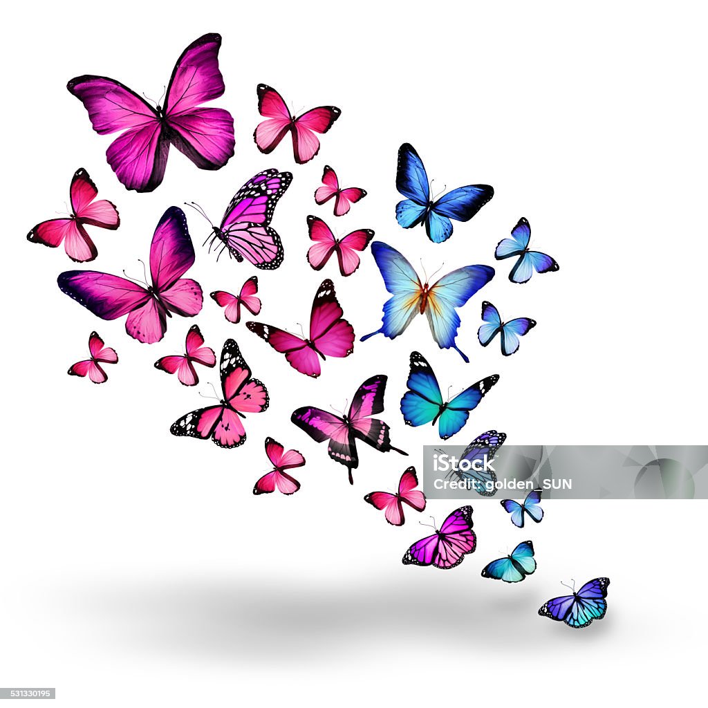 Many different butterflies, isolated on white background 2015 Stock Photo