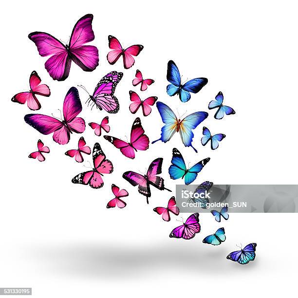 Many Different Butterflies Isolated On White Background Stock Photo - Download Image Now