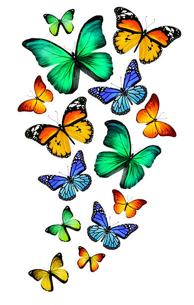 istock Many different butterflies, isolated on white background 531330201