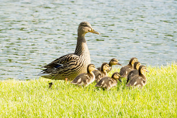 istock Duck family at the lake 531330250