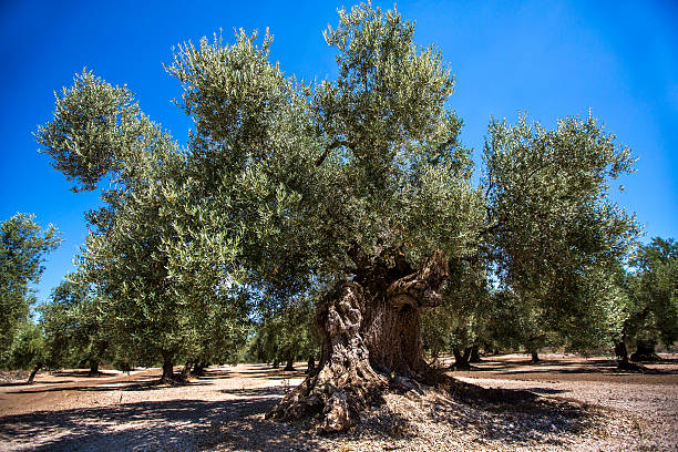millenaria alberi di ulivo la primavera - oliveto foto e immagini stock