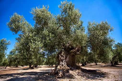 Cultivation of millenary Olive trees 
