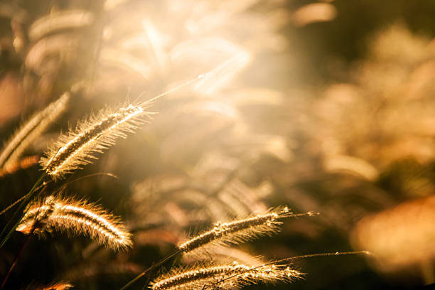 istock sunlight morning in mountain of Thailand 531330411