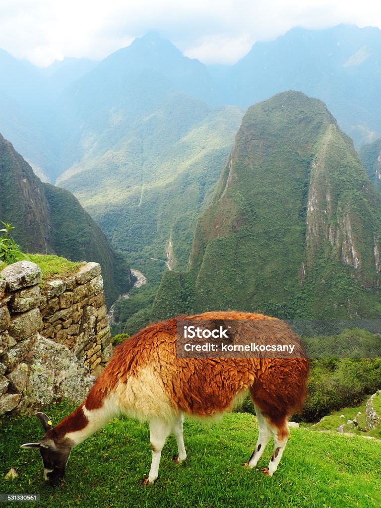 Llama eating grass at Machu Picchu A llama or alpacca is eating grass at Machu Picchu, Peru, with Aguas Calientes in the background 2015 Stock Photo