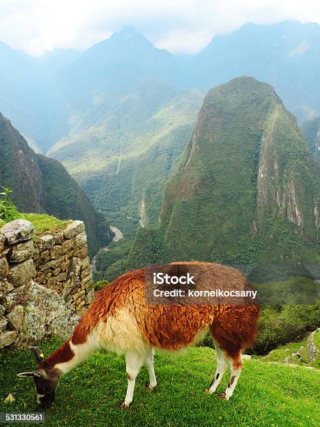 Llama Eating Grass At Machu Picchu Stock Photo - Download Image Now - 2015, Grass, Guanaco
