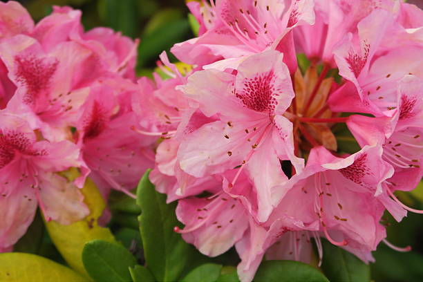 istock Beautiful Pink Rhododendrons 531330804