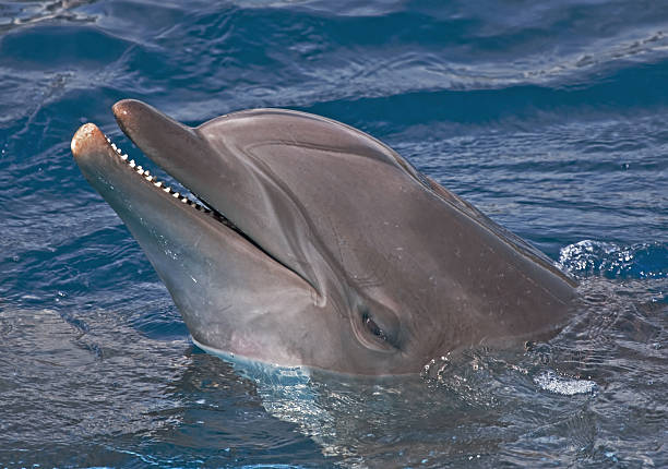 istock Close-up of dolphin 531331283