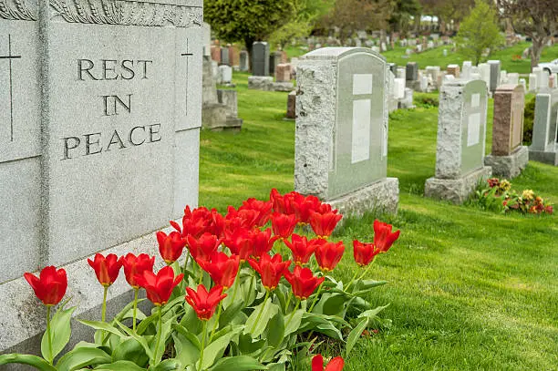 Headstones in a cemetary with red tulips and "rest in peace" inscription.